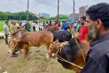 বাকৃবিতে জমজমাট কোরবানির পশুর হাট, চলবে ঈদের দিন সকাল পর্যন্ত